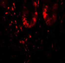 Anti-LAMTOR1 antibody used in IHC (Paraffin sections) (IHC-P). GTX32130