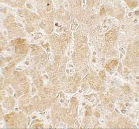 Anti-LAMTOR2 antibody used in IHC (Paraffin sections) (IHC-P). GTX32131
