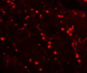 Anti-TOPAZ1 antibody used in IHC (Paraffin sections) (IHC-P). GTX32132