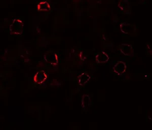 Anti-KIRREL3 antibody used in IHC (Paraffin sections) (IHC-P). GTX32140