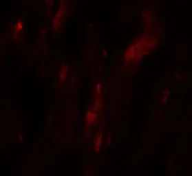 Anti-HOPX antibody used in IHC (Paraffin sections) (IHC-P). GTX32152