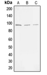 Anti-MLK3 (phospho Thr277/Ser281) antibody used in Western Blot (WB). GTX32300