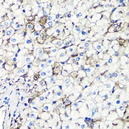 Anti-Albumin antibody used in IHC (Paraffin sections) (IHC-P). GTX32430