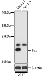 Anti-Bax antibody used in Western Blot (WB). GTX32465