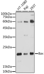 Anti-Bax antibody used in Western Blot (WB). GTX32465