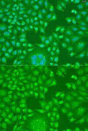 Anti-Cyclin D2 antibody used in Immunocytochemistry/ Immunofluorescence (ICC/IF). GTX32545