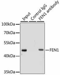 Anti-FEN1 antibody used in Immunoprecipitation (IP). GTX32600