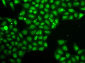 Anti-FEN1 antibody used in Immunocytochemistry/ Immunofluorescence (ICC/IF). GTX32600