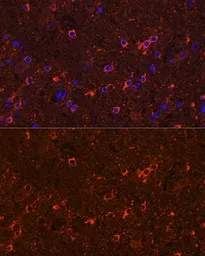 Anti-GAD65 antibody used in IHC (Paraffin sections) (IHC-P). GTX32615