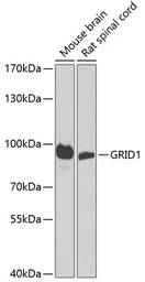 Anti-GRID1 antibody used in Western Blot (WB). GTX32633