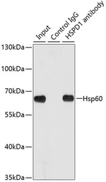 Anti-HSP60 antibody used in Immunoprecipitation (IP). GTX32661