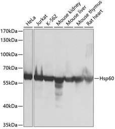 Anti-HSP60 antibody used in Western Blot (WB). GTX32661