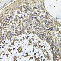 Anti-ICOS Ligand antibody used in IHC (Paraffin sections) (IHC-P). GTX32664