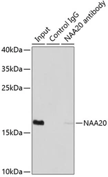 Anti-NAT5 antibody used in Immunoprecipitation (IP). GTX32736
