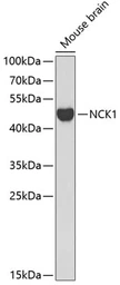 Anti-NCK1 antibody used in Western Blot (WB). GTX32738
