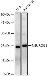Anti-NGN3 antibody used in Western Blot (WB). GTX32747