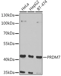 Anti-PRDM7 antibody used in Western Blot (WB). GTX32808