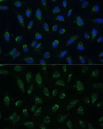 Anti-Prohibitin 2 antibody used in Immunocytochemistry/ Immunofluorescence (ICC/IF). GTX32812