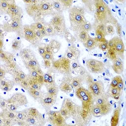 Anti-SBP2 antibody used in IHC (Paraffin sections) (IHC-P). GTX32857