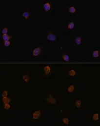Anti-VGAT antibody used in Immunocytochemistry/ Immunofluorescence (ICC/IF). GTX32964