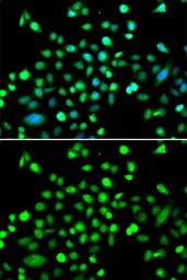 Anti-AMPK gamma 1 antibody used in Immunocytochemistry/ Immunofluorescence (ICC/IF). GTX33006