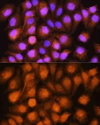 Anti-ASNA1 antibody used in Immunocytochemistry/ Immunofluorescence (ICC/IF). GTX33022