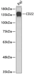 Anti-CD22 antibody used in Western Blot (WB). GTX33075