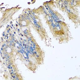 Anti-COX6B1 antibody used in IHC (Paraffin sections) (IHC-P). GTX33115