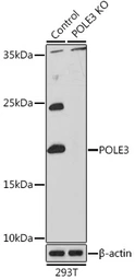 Anti-DNA polymerase epsilon 3 antibody used in Western Blot (WB). GTX33158