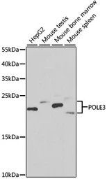 Anti-DNA polymerase epsilon 3 antibody used in Western Blot (WB). GTX33158