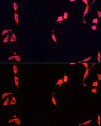 Anti-FXR1 antibody used in Immunocytochemistry/ Immunofluorescence (ICC/IF). GTX33206