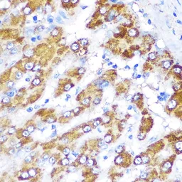 Anti-GATM antibody used in IHC (Paraffin sections) (IHC-P). GTX33216