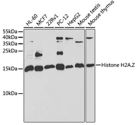 Anti-Histone H2A.Z antibody used in Western Blot (WB). GTX33241
