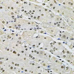 Anti-Histone H2A.Z antibody used in IHC (Paraffin sections) (IHC-P). GTX33241