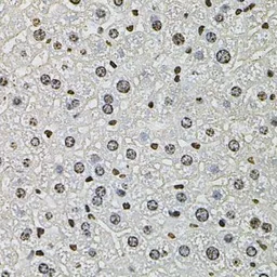 Anti-Histone H2A.Z antibody used in IHC (Paraffin sections) (IHC-P). GTX33241