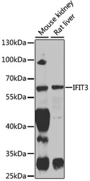 Anti-IFIT3 antibody used in Western Blot (WB). GTX33255