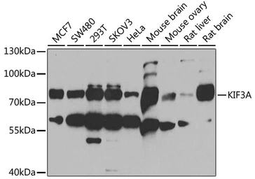 Anti-KIF3A antibody used in Western Blot (WB). GTX33287