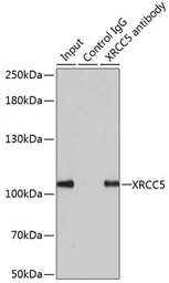 Anti-Ku80 antibody used in Immunoprecipitation (IP). GTX33290