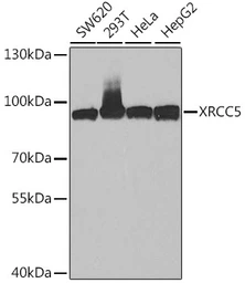 Anti-Ku80 antibody used in Western Blot (WB). GTX33290