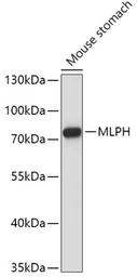 Anti-Melanophilin antibody used in Western Blot (WB). GTX33313
