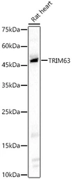 Anti-MURF1 antibody used in Western Blot (WB). GTX33334