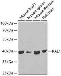 Anti-RAE1 antibody used in Western Blot (WB). GTX33456