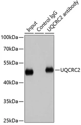 Anti-UQCRC2 antibody used in Immunoprecipitation (IP). GTX33573