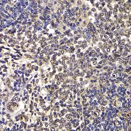 Anti-WBSCR22 antibody used in IHC (Paraffin sections) (IHC-P). GTX33582