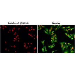 Anti-5-Hydroxymethylcytosine / 5-hmC antibody [RM236] used in Immunocytochemistry/ Immunofluorescence (ICC/IF). GTX33605