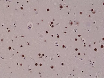 Anti-5-Hydroxymethylcytosine / 5-hmC antibody [RM236] used in IHC (Paraffin sections) (IHC-P). GTX33605