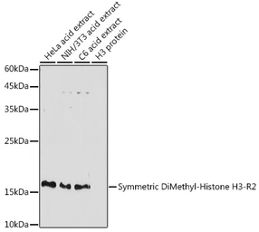 Anti-Histone H3R2me2 (Symmetric Di-methyl Arg2) antibody used in Western Blot (WB). GTX33905