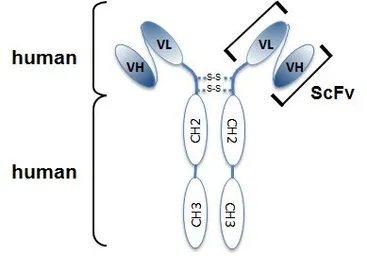 Anti-Angiopoietin 2 antibody [Angy-1-4] used in  (). GTX33914
