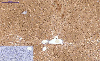 Anti-HAO1 antibody [Mix] used in IHC (Paraffin sections) (IHC-P). GTX33987