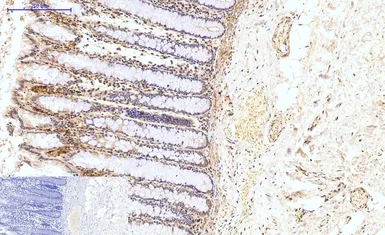 Anti-HAO1 antibody [Mix] used in IHC (Paraffin sections) (IHC-P). GTX33987